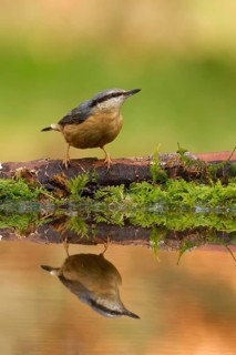 Eurasian Nuthatch (Sitta europaea), Utrecht, Netherlands
