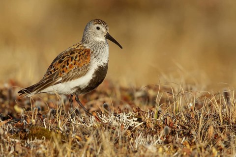 Dunlin (Calidris alpina) feeding on the tundra in Northern Alaska
