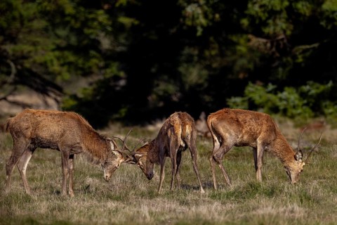 Playful fight between young red deer (Cervus elaphus), fight, dispute, rutting season, rutting,