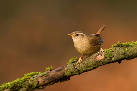 Eurasian Wren (Troglodytes troglodytes) perched on a mossy tree, Utrecht, Netherlands