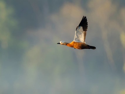 Ruddy shelduck (Tadorna ferruginea), male in flight, wildlife, Lower Saxony, Germany