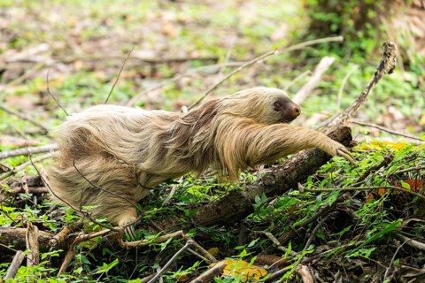 Two toed sloth (Choloepus didactylus) rarely walking and crawling on the ground, heading to a tree.