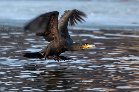 Great Cormorant (Phalacrocorax carbo) taking flight, Mecklenburg-Western Pomerania, Germany