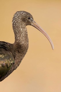 Glossy Ibis (Plegadis falcinellus), Drachten, Netherlands