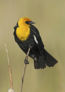 Yellow-headed Blackbird (Xanthocephalus xanthocephalus) male, Alberta, Canada
