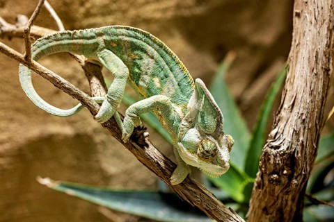 A chameleon crawls on a branch, surrounded by green plants, in the natural environment, A Yemen