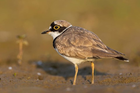 Little Ringed Plover (Charadrius dubius), North Rhine-Westphalia, Germany