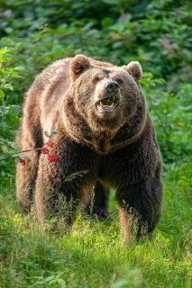Brown bear (Ursus arctos) standing in a forest clearing and eating grass, captive, Bavarian Forest