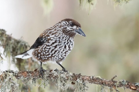 Spotted Nutcracker (Nucifraga caryocatactes), St. Gallen, Switzerland