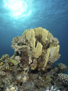 Plate fire coral (Millepora platyphylla)