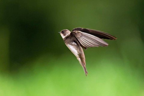 Sand martin (Riparia riparia), in flight, Reussegg nature reserve, Canton Aargau, Switzerland