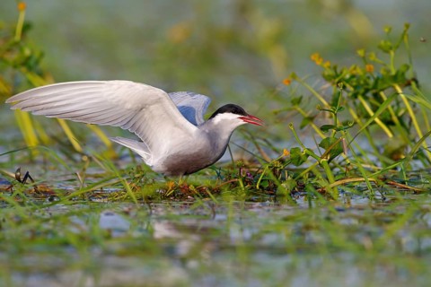 White-bearded Tern, White-bearded Tern, (Chlidonias hybridus), (Chlidonias hybrida), Marsh Tern