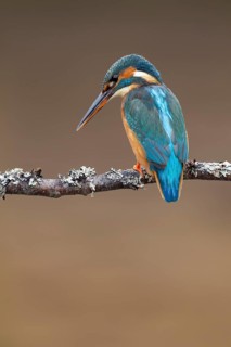 Common kingfisher (Alcedo atthis) adult female bird on a tree branch, Norfolk, England, United