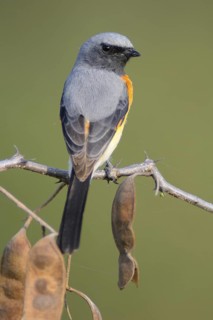 Small Minivet (Pericrocotus cinnamomeus), India