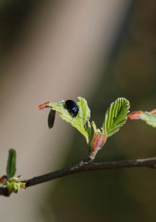 Agelastica alni (Agelastica alni), on leaf, North Rhine-Westphalia, Germany