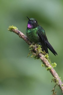 Tourlamine Sunangel (Heliangelus exortis) perched on a branch in Ecuador, South America