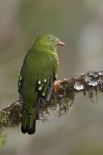 Barred Fruiteater (Pipreola arcuata) perched on a branch in Bolivia, South America
