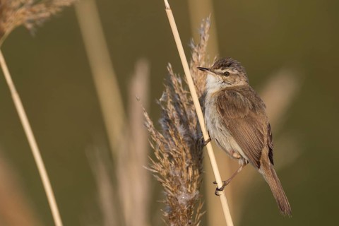 Paddyfield Warbler - Feldrohrsänger - Acrocephalus agricola ssp. septimus, Russia (Ural)