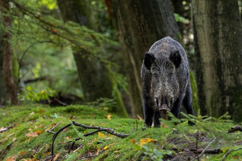 Instead of fleeing, the wild boar (Sus scrofa) approaches with its head lowered, mast year, acorns,
