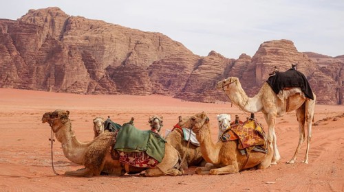 Herd of camels outfitted with colorful saddles resting on the sandy terrain with the stunning rock