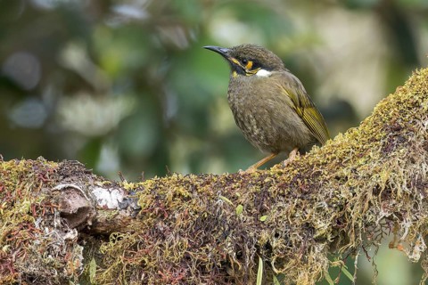 Black-throated Honeyeater (Caligavis subfrenata) perched on a branch in Papua New Guinea