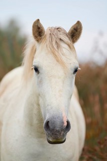 Close-up of a white Camargue horse with light-coloured mane and gentle expression, summer,
