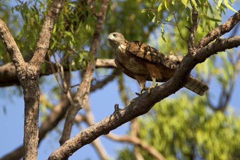 Red Goshawk (Erythrotriorchis radiatus), Queensland, Australia