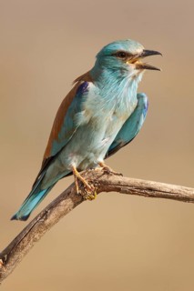 European Roller (Coracias garrulus), perched on a branch calling, Castile-La Mancha