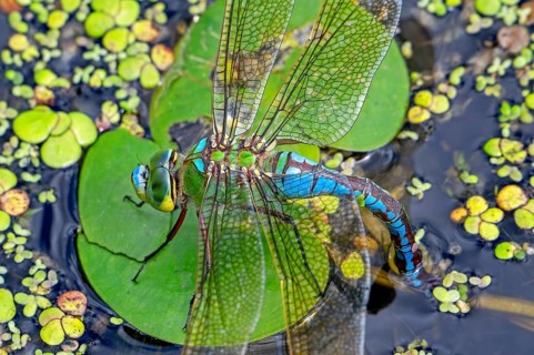 Emperor dragonfly, blue emperor (Anax imperator, Anax formosa) female with blue abdomen laying eggs