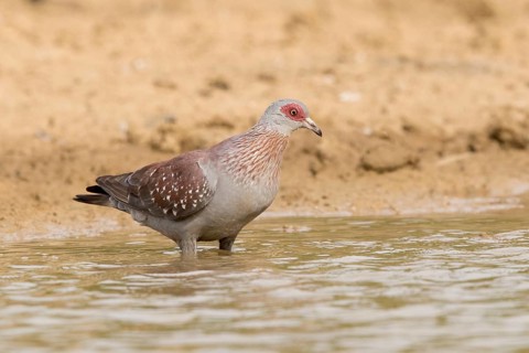 Speckled Pigeon (Columba guinea), Gambia