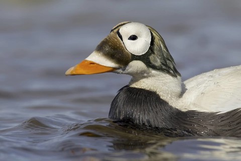 Spectacled Eider (Somateria fischeri) male, Alaska, USA