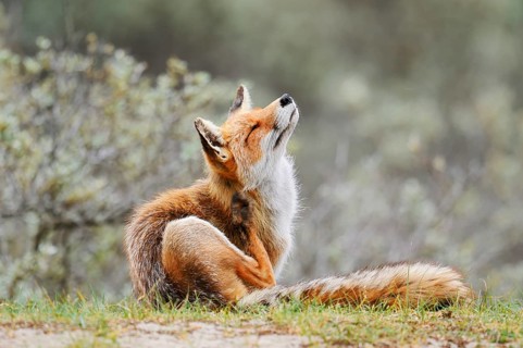 Red fox (Vulpes vulpes) scratching itself, North Holland, Netherlands