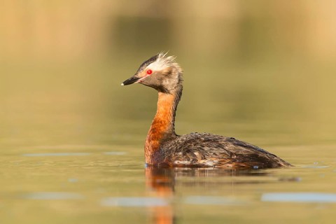 Horned Grebe (Podiceps auritus), British Columbia, Canada