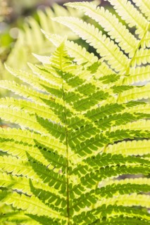 Bright green fern leaves in a botanical garden