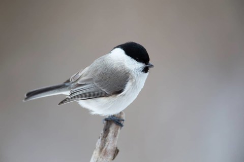 Marsh Tit (Poecile palustris hensoni), Hokkaido, Japan