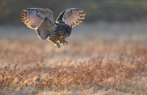 Eurasian Eagle-owl (Bubo bubo), in flight over a meadow in the last light, backlight, Swabian Alb