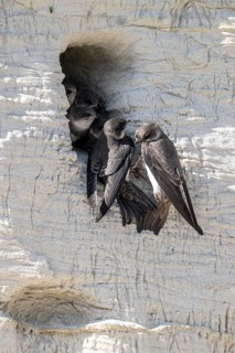 Sand martins (Riparia riparia), Emsland, Lower Saxony, Germany
