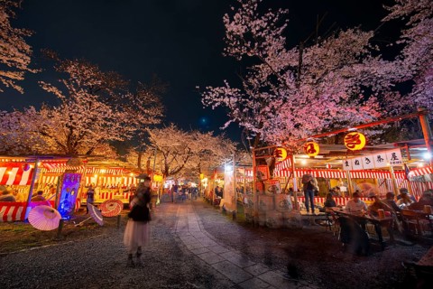 Visitors and food stalls among illuminated blooming cherry trees at Cherry Blossom Festival,
