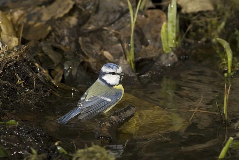 Eurasian Blue Tit (Cyanistes caeruleus), Saxony, Germany