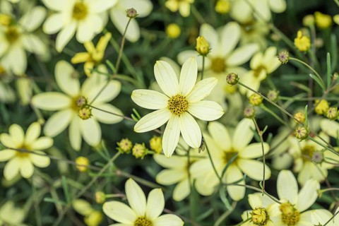 Girl's eye (Coreopsis verticillata 'Moonbeam'),  Germany