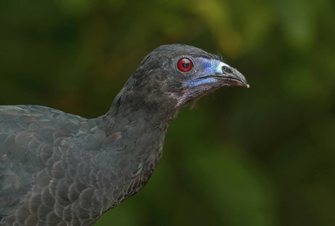 Black Guan (Chamaepetes unicolor), Costa Rica