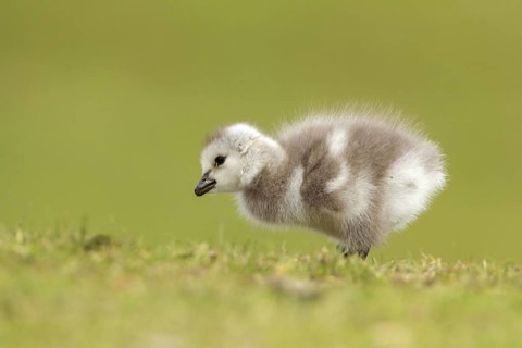 Barnacle Goose (Branta leucopsis) juvenile, Utrecht, Netherlands