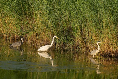 Great White Egret (Ardea alba) and Grey Heron (Ardea cinerea) foraging in the shallow water zone of