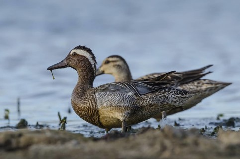 Garganey (Spatula querquedula) pair, Schleswig-Holstein, Germany
