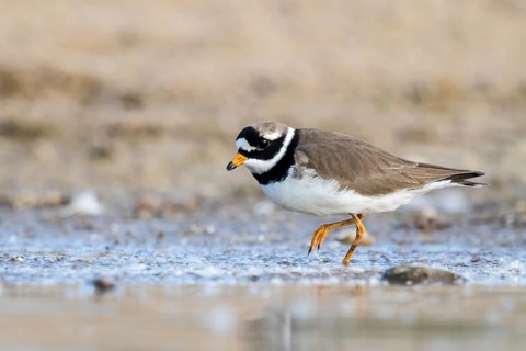 Common Ringed Plover (Charadrius hiaticula) foraging, North Rhine-Westphalia, Germany
