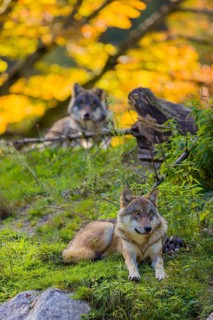 Two eurasian gray wolves (Canis lupus lupus) rest on a small hill between logs and rocks with a