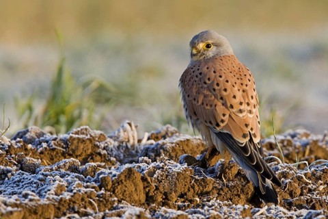 Common Kestrel (Falco tinnunculus), Rhineland-Palatinate, Germany