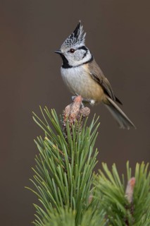 Crested Tit (Lophophanes cristatus), on mountain pine, Biosphere Reserve, Swabian Alb,