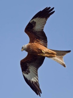 Red Kite (Milvus milvus) flying, Hesse, Germany