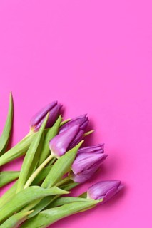 Purple tulip flowers on pink background. Floral spring background with copy space